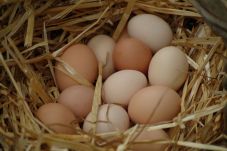 Amankah Menyimpan Telur...