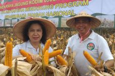 Japfa Beli Jagung Lokal...