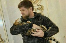 Kucing Peliharaan Hilang,...