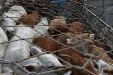 RNI Impor Sapi Perdana...
