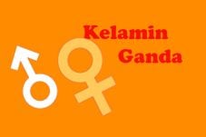 Miliki Kelamin Ganda,...