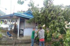 Ditimpa Pohon, Pos Retribusi...