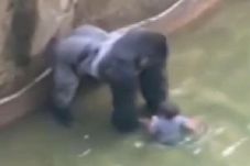 Gorila Harambe yang...