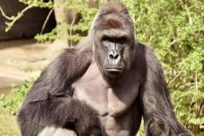 Gorila Harambe Ditembak...