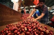 Impor Bawang Dibuka