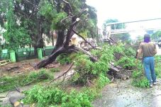 Hujan Deras, Dua Pohon...
