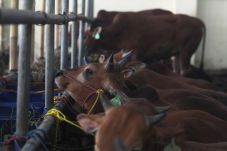 Harga Daging Melambung,...