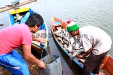 Puluhan Ton Ikan di...