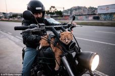 Kucing Ini Setiap Hari...