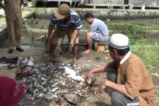 Belasan Ton Ikan Milik...