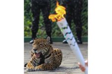 Jaguar Amazon Ditembak...