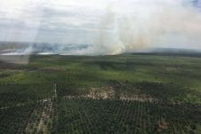 20 Ha Lahan PT Sawita...