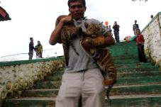 2 Anak Harimau Sumatera...