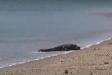 Berjemur di Pantai,...
