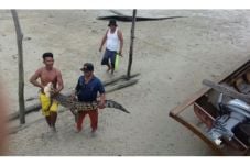 Buaya 2 Meter Nyangkut...