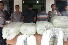 Pengedar Ganja Antarprovinsi...
