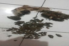 Buruh Bangunan Temukan...