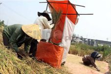 Juli, Harga Gabah di...