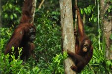 Dua Orangutan Berkeliaran...