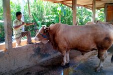 Sapi Berbobot 1,3 Ton...