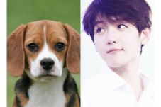Baekhyun EXO Mirip Seekor...