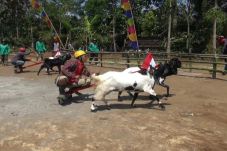 Serunya Lomba Karapan...