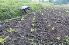 YLKI: Petani Tembakau...