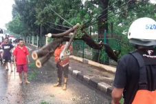 Hujan Deras, Pohon Asem...