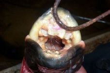 Lungfish Bergigi Mirip...