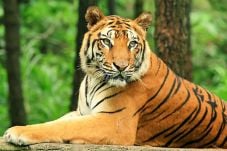 Harimau Jawa Diduga...