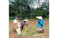 Kebun Diserang Monyet,...