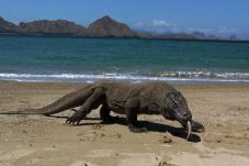 Dinosaurus Asli Indonesia...