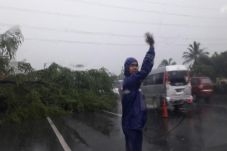 Pohon Tumbang Tutup...