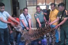 Perdagangan Organ Harimau...