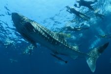 Fishing Morotai Ramaikan...