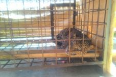Teror Warga Ciamis,...