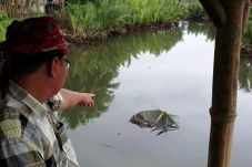 Situs Batu Nunggul Sandaan...