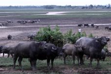 Impor Daging Kerbau...