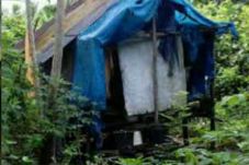 Hutan Tempat Nur Tarzan,...