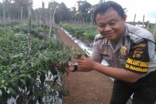 Bripka Suyono, Sukses...