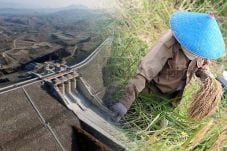 Genjot Produksi Pangan,...