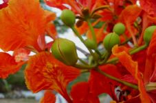 1.000 Bunga Flamboyan...