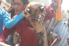 Diburu 44 Hari, Harimau...