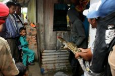 Buaya Ini Bikin Heboh...