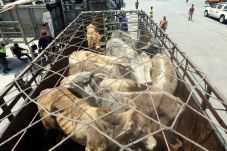 Impor Sapi Bakalan Terkesan...