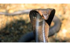 King Cobra 6 Meter Kembali...