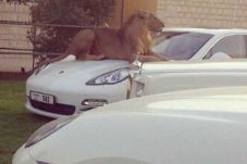 Khawatir Begal, Macan...