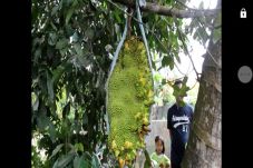 Percaya atau Tidak,...