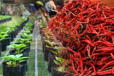 Harga Cabai Meroket,...