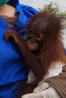 Bayi Orangutan Ditemukan...